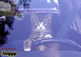 les chat  decidement